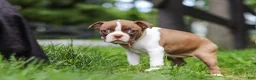 Boston Terrier dogs for sale: Fern - Ad 3