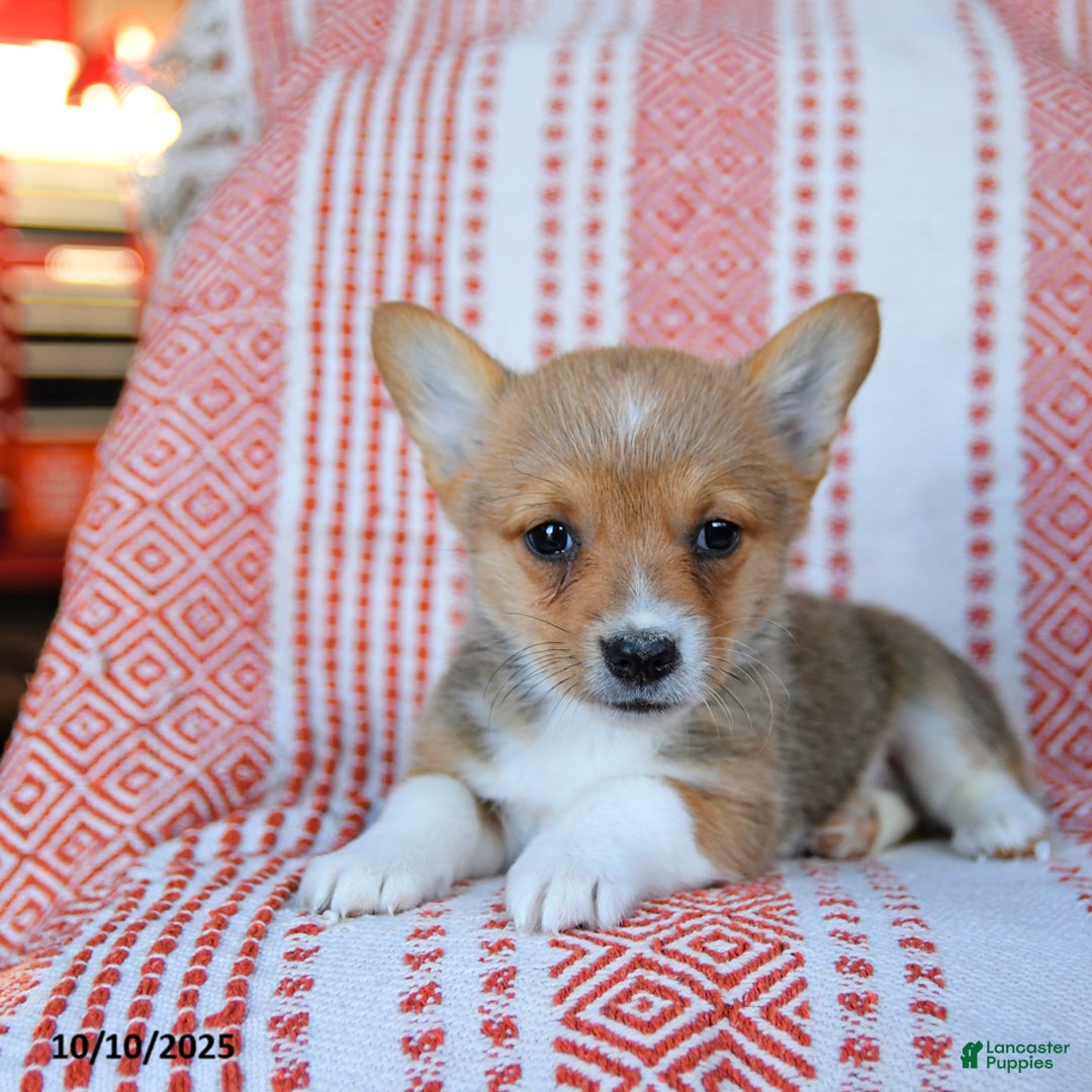 Welsh Corgi Pembroke dogs for sale: Slater - Ad 3
