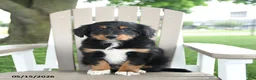 Mixed Breed dogs for sale: Ronald - Ad 5