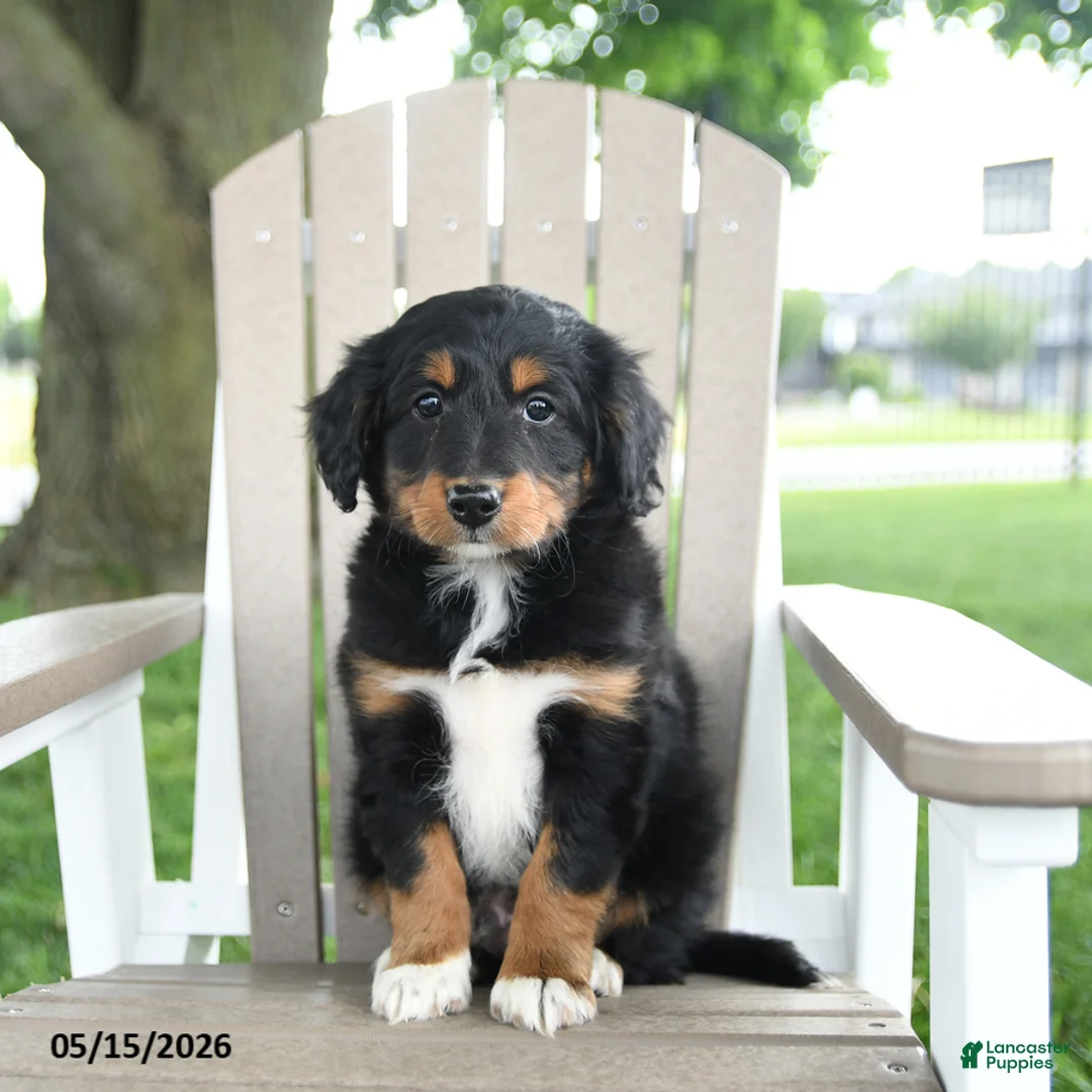 Mixed Breed dogs for sale: Ronald - Ad 5