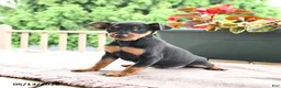 Miniature Pinscher dogs for sale: Frisky - Ad 4