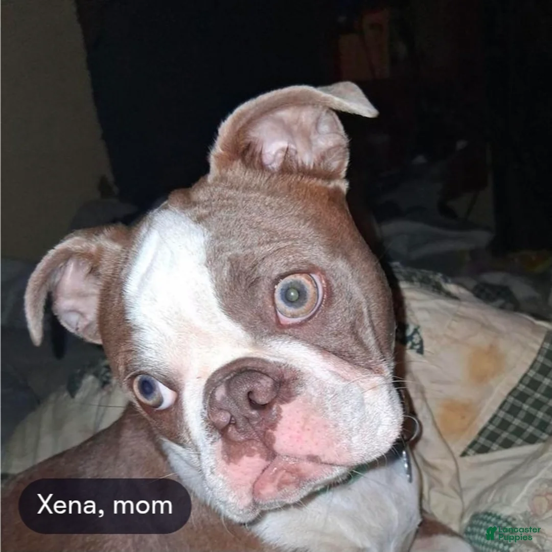 Frenchton dogs for sale: Frenchton Puppy 2 - Ad 2
