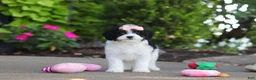 Cavapoo dogs for sale: Lacey - Ad 3
