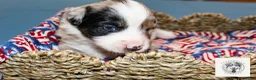 Miniature Australian Shepherd dogs for sale: Lewis *Reserved* - Ad 1