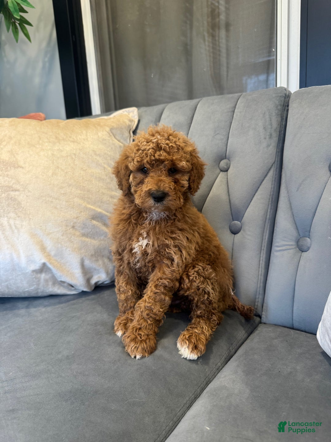 Mini Goldendoodle dogs for sale: Mini Goldendoodle Puppy 1 - Ad 3