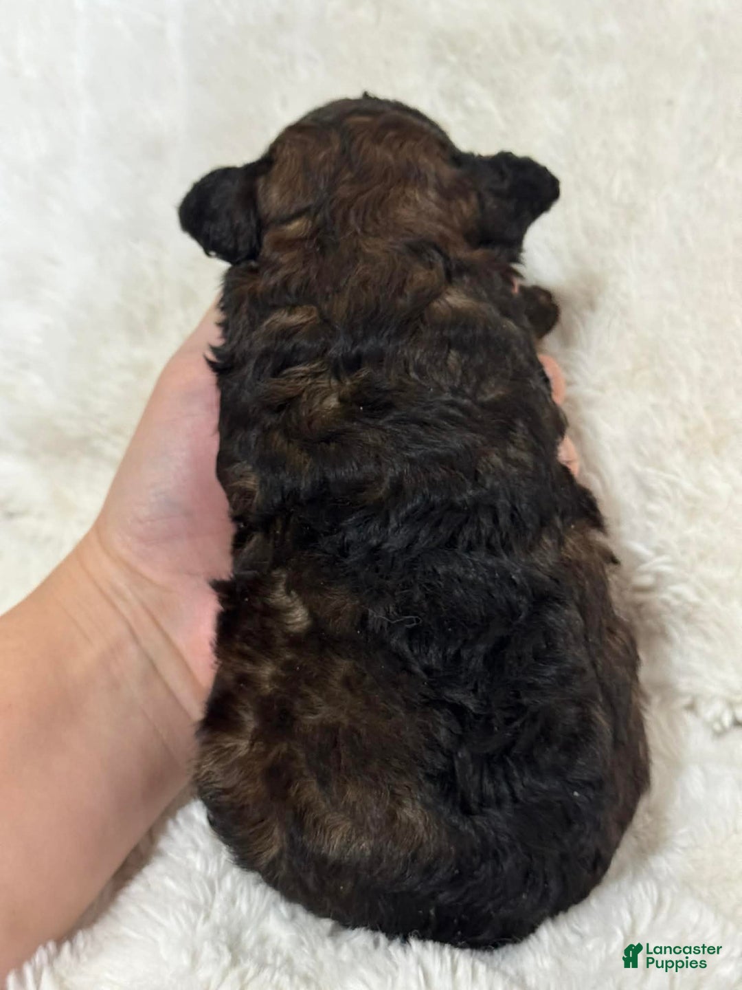 Cavapoo dogs for sale: Dozer - Ad 2