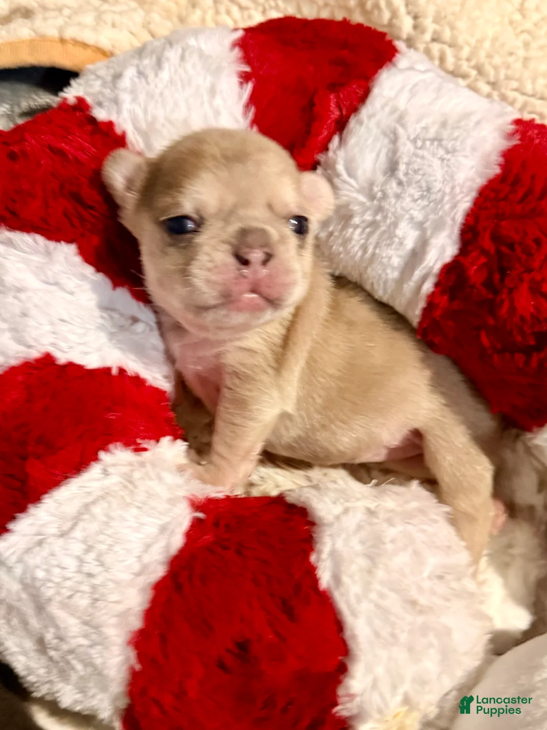 French Bulldog dogs for sale: French Bulldog Puppy 4 - Ad 7
