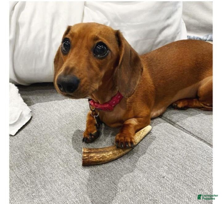 Dachshund dogs for sale: Tianna  - Ad 1