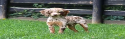 Cavapoo dogs for sale: Edgar - Ad 9