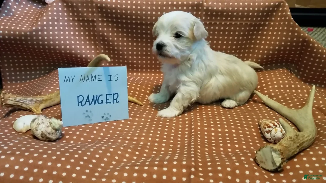 Maltipoo dogs for sale: Ranger - Ad 5