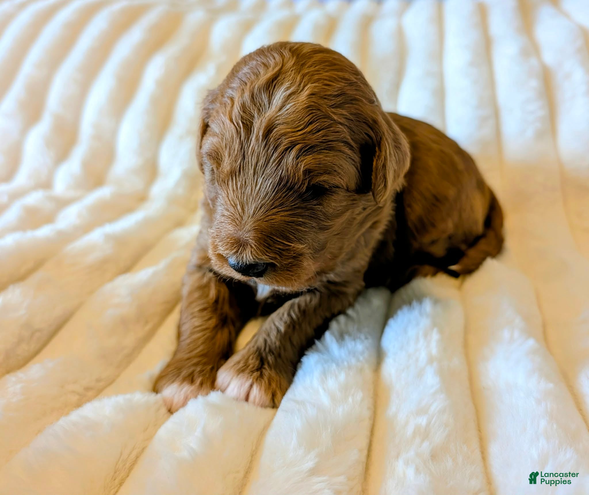 Bernedoodle dogs The Confident Explorer - Ad 2