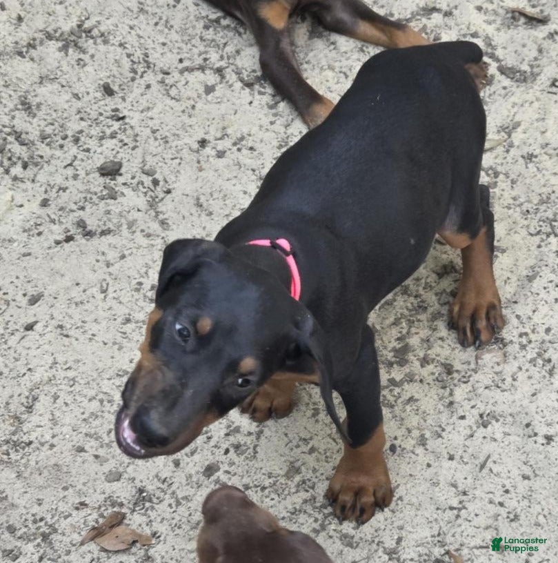 Doberman Pinscher dogs Nova - Ad 2