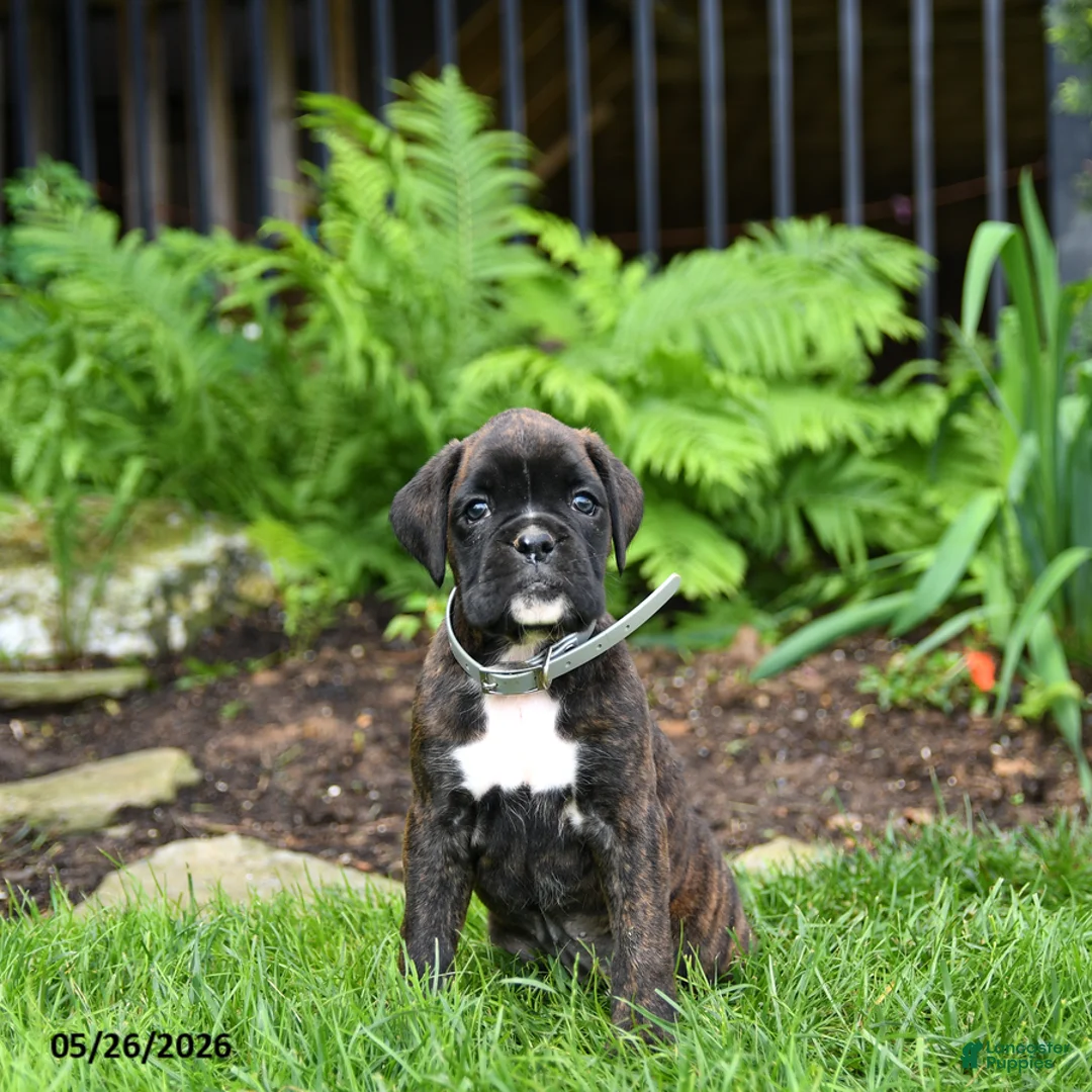 Boxer dogs for sale: Bailey - Ad 5