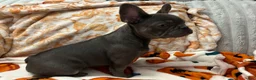 French Bulldog dogs for sale: Charlotte - Ad 15