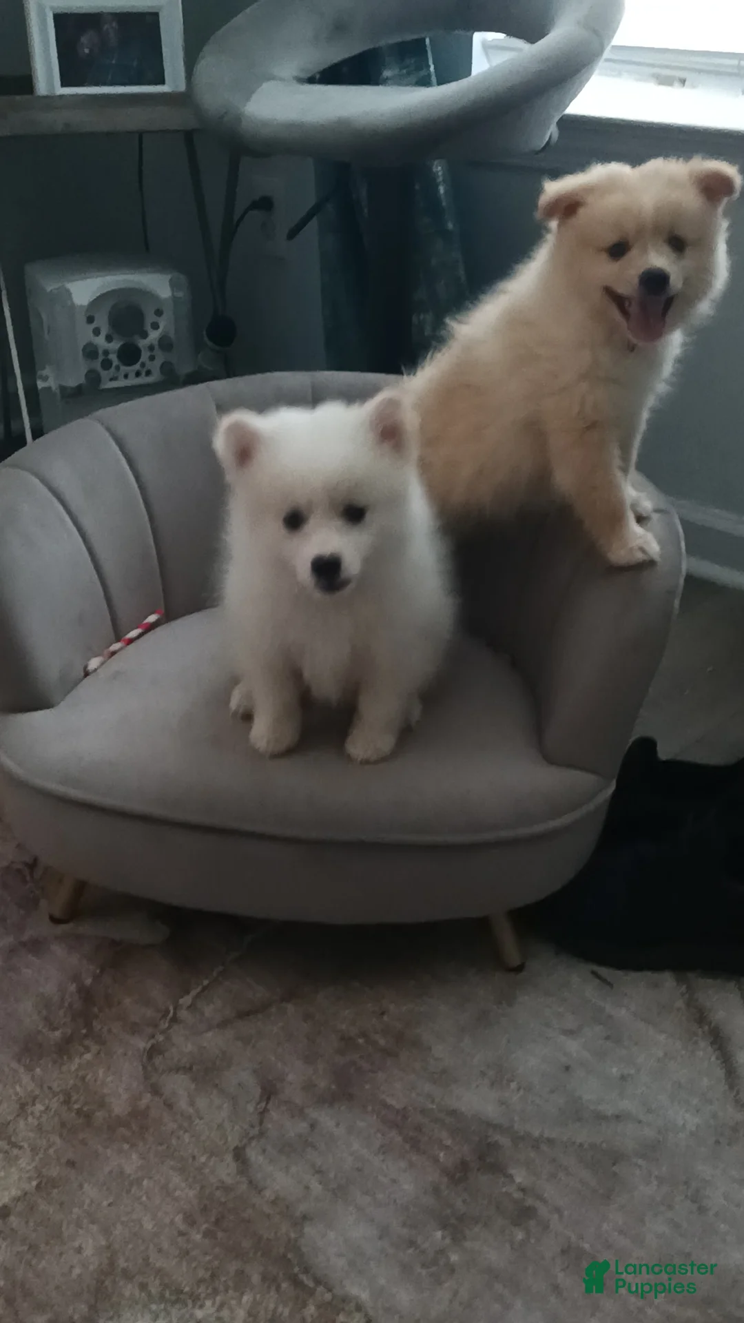 Pomeranian dogs for sale: Pomeranian Puppy 1 - Ad 2