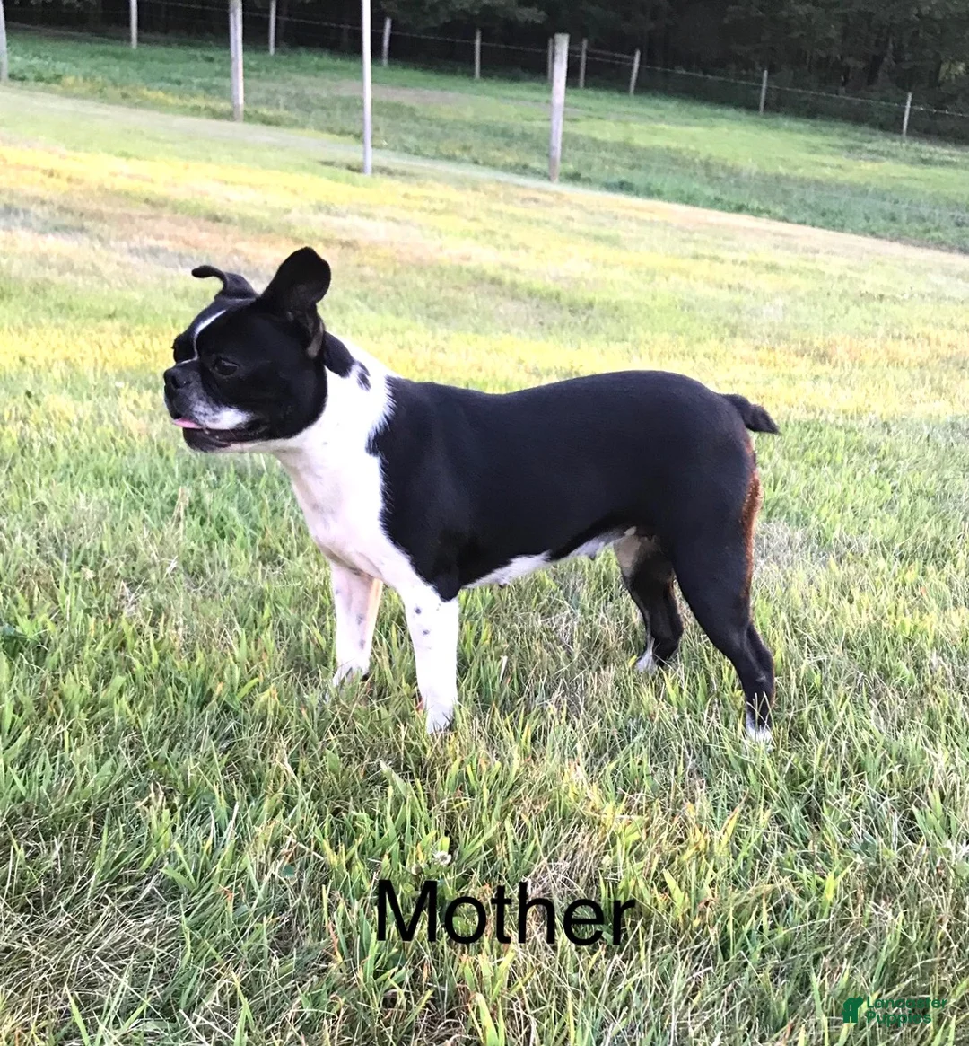 Frenchton dogs for sale: Frenchton Puppy 1 - Ad 6