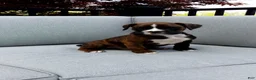 Boxer dogs for sale: Bentley - Ad 1