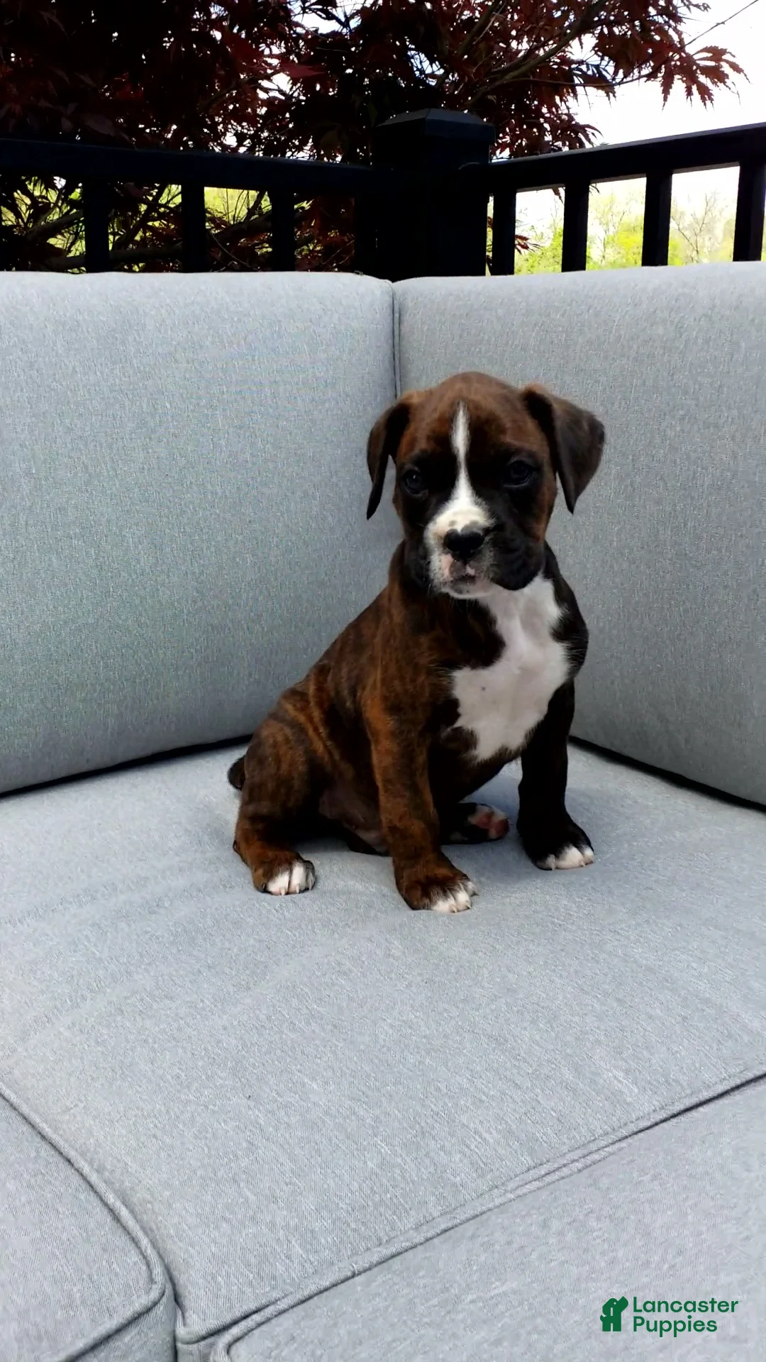 Boxer dogs for sale: Bentley - Ad 1