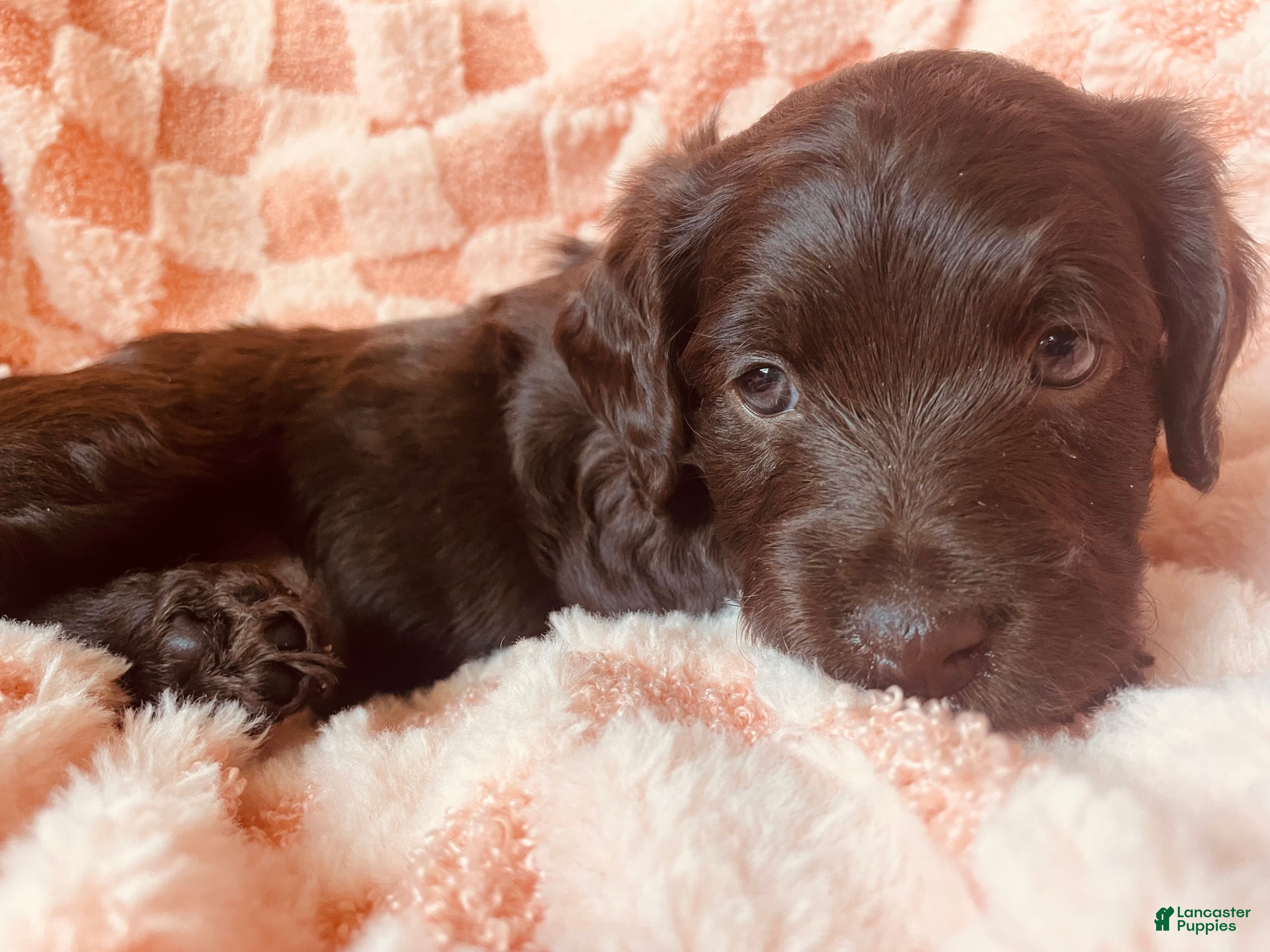 Labradoodle dogs Bear - Ad 1