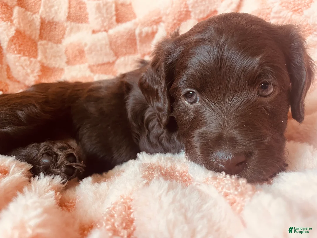 Labradoodle dogs for sale: Bear - Ad 2