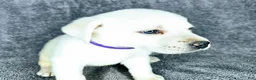 Labrador Retriever dogs for sale: Mags - Ad 3