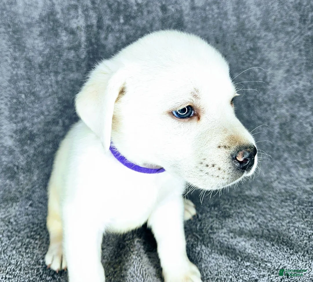 Labrador Retriever dogs for sale: Mags - Ad 3
