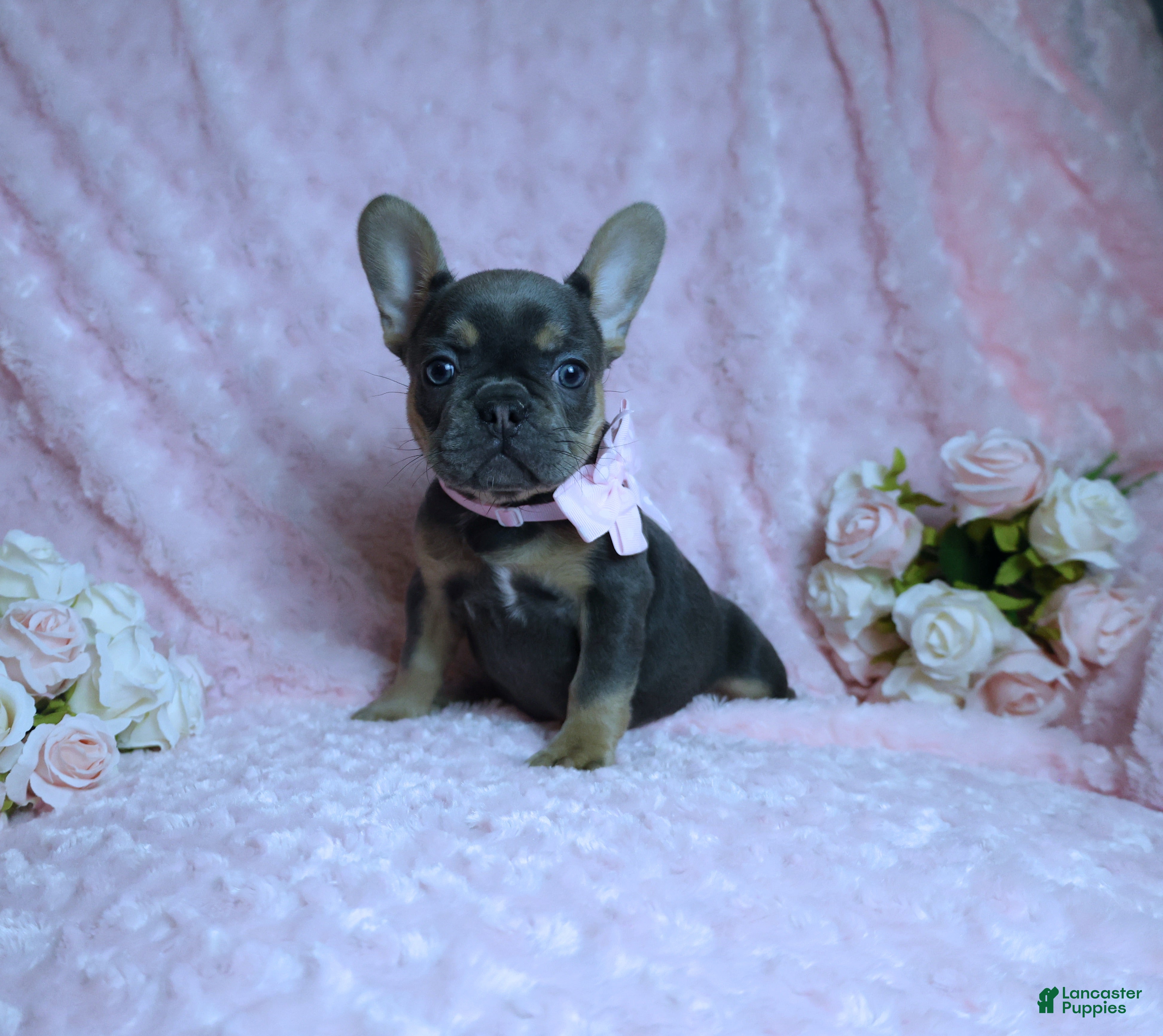 French Bulldog dogs French Bulldog AKC Health Tested Parents 3 - Ad 6