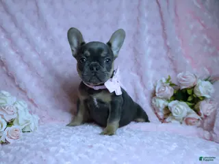 French Bulldog dogs French Bulldog AKC Health Tested Parents 3 - Ad 6