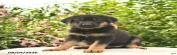German Shepherd dogs for sale: Lady  - Ad 2