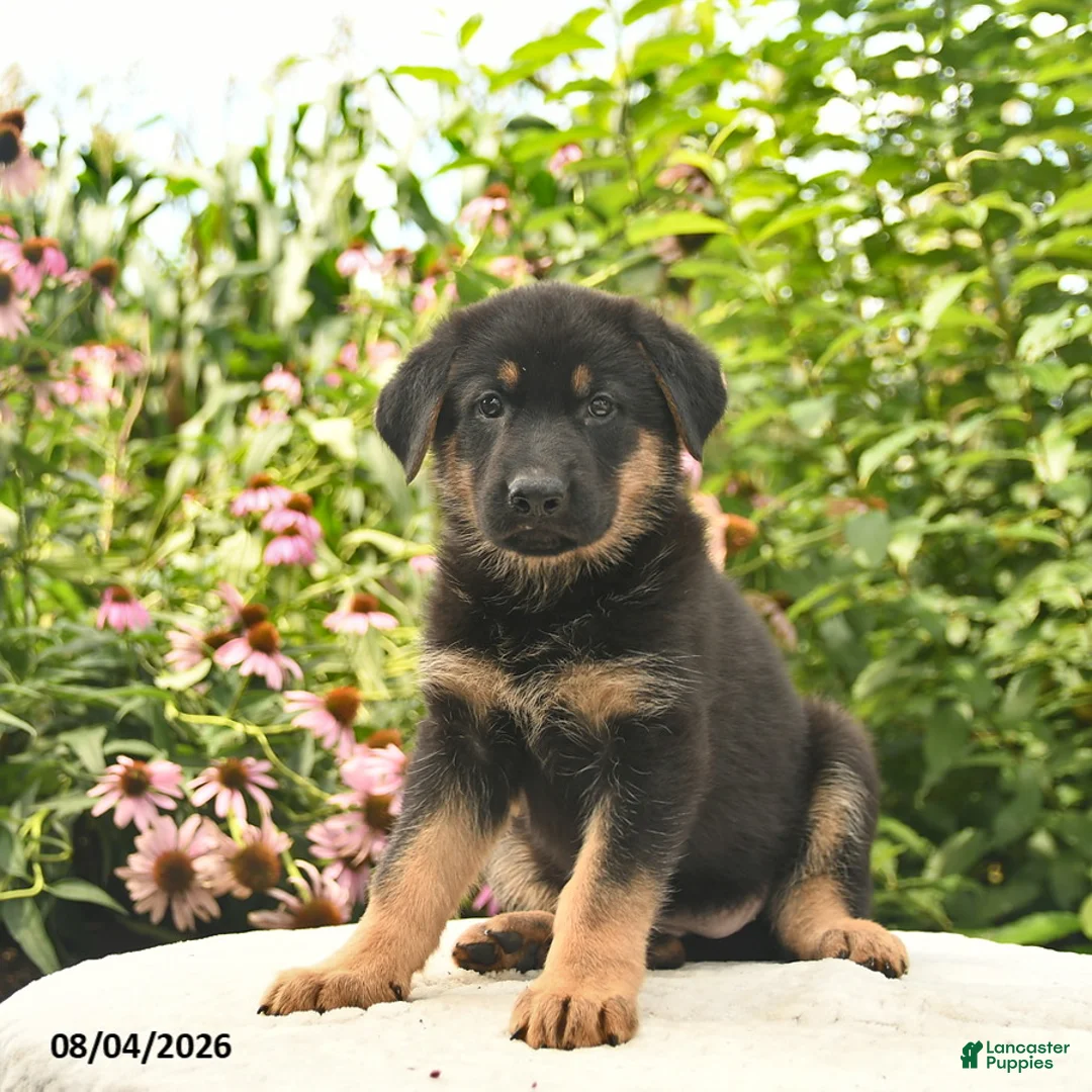 German Shepherd dogs for sale: Lady  - Ad 2