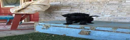 Miniature Labradoodle dogs for sale: Bandit  - Ad 3