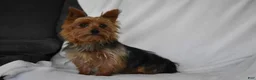 Yorkshire Terrier dogs for sale: Zane - Ad 11