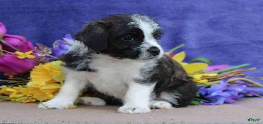 Gallery Image {{count}}