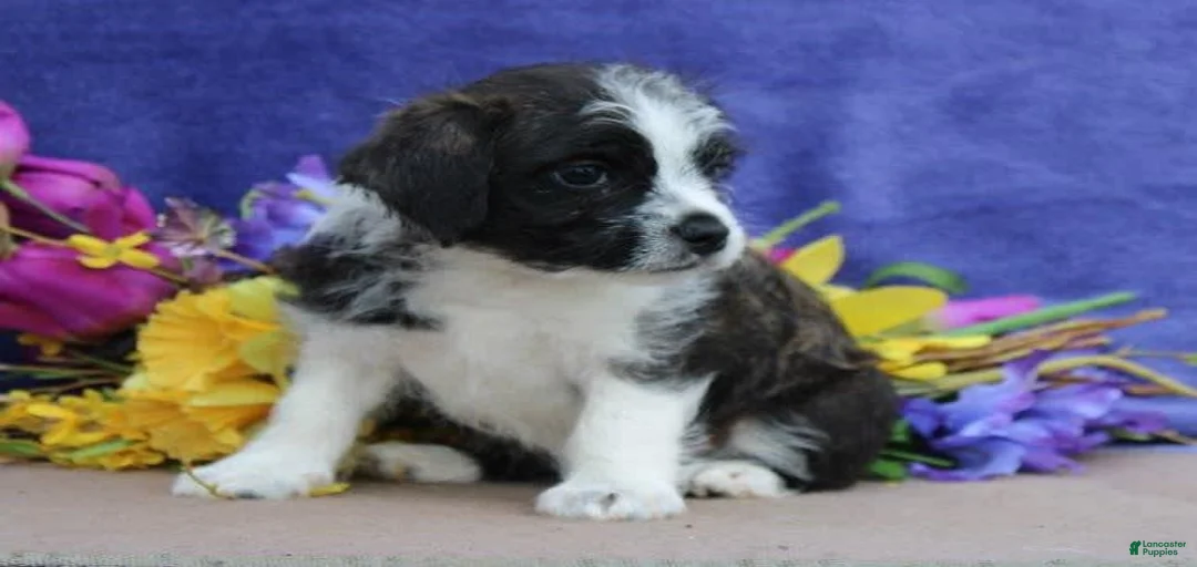 Gallery Image {{count}}