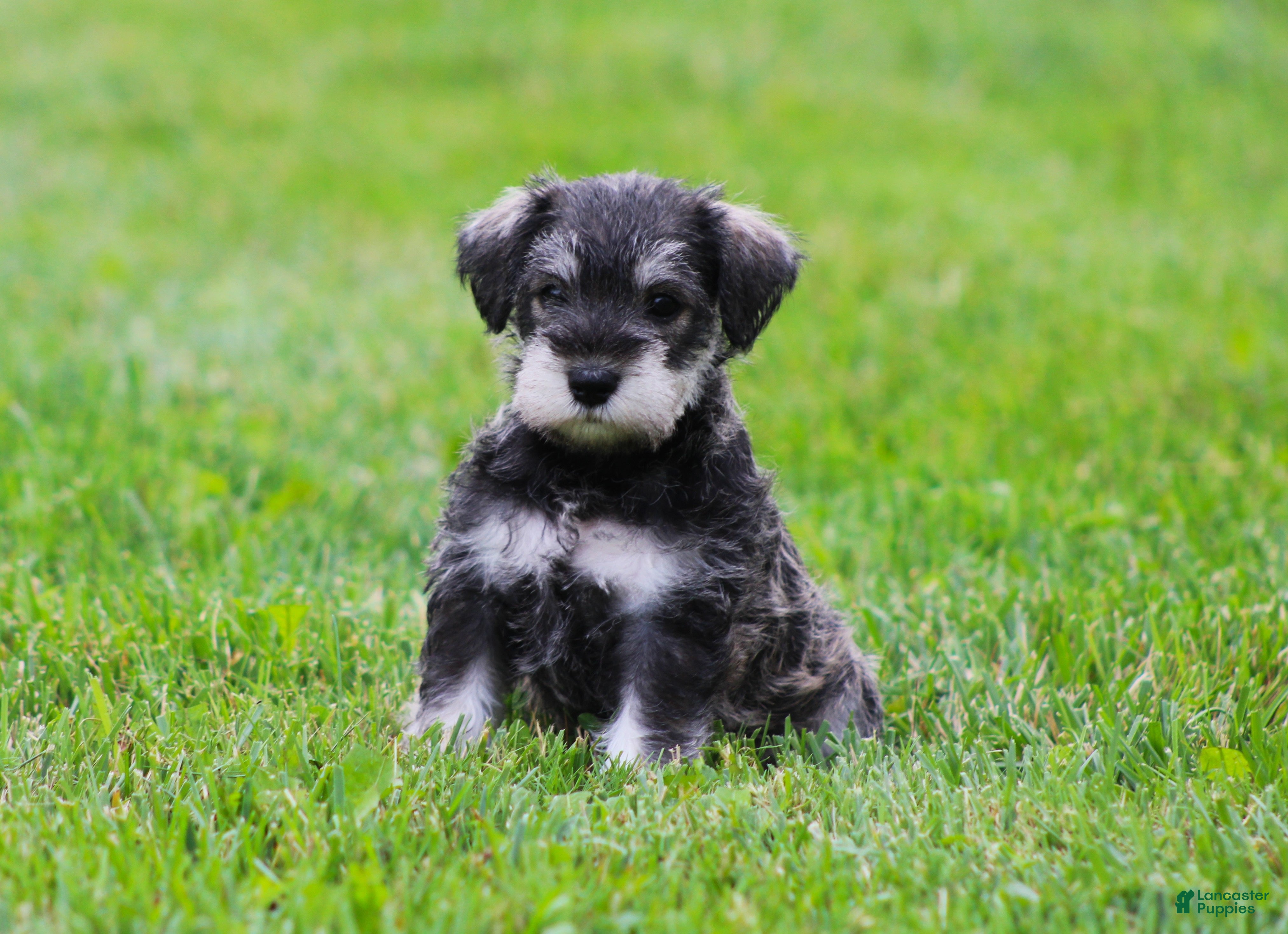 Miniature Schnauzer dogs Katniss - Ad 2