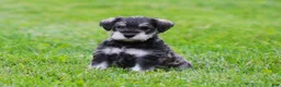 Miniature Schnauzer dogs for sale: Katniss - Ad 2