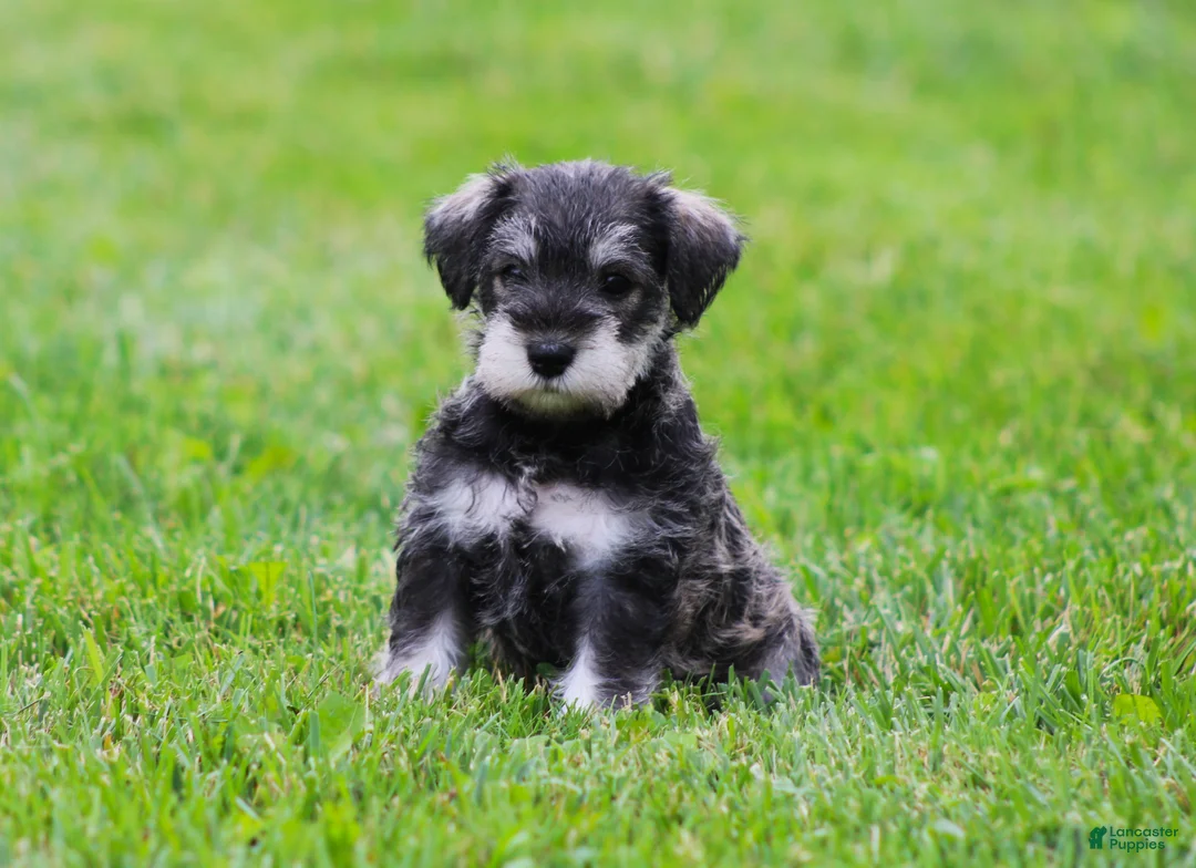 Miniature Schnauzer dogs for sale: Katniss - Ad 2