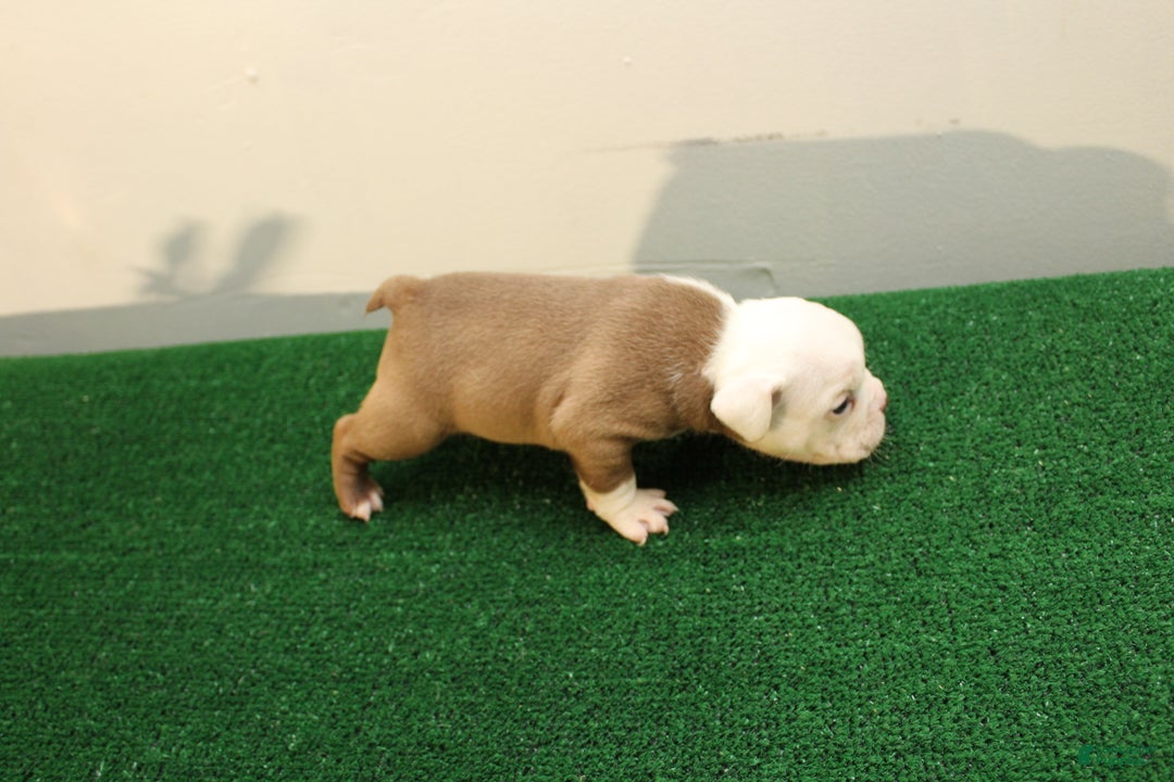 American Bully dogs for sale: American Bully Puppy 1 - Ad 4