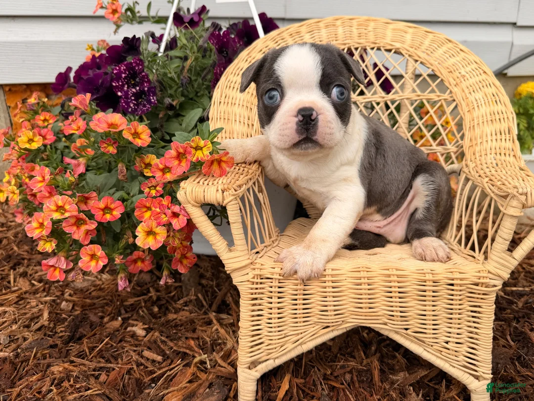 Boston Terrier dogs for sale: Bluey  - Ad 2