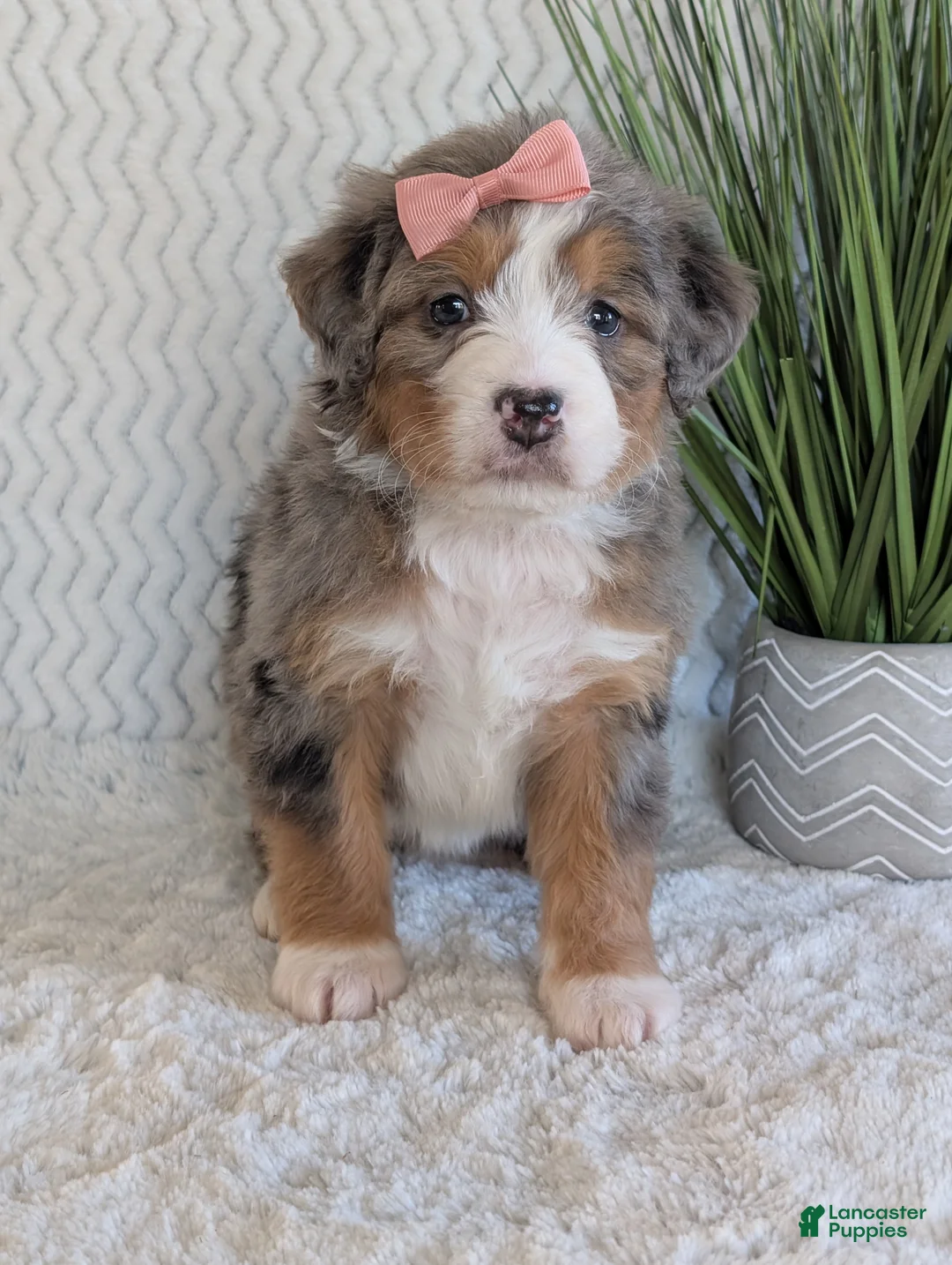 Mini Bernedoodle dogs for sale: Mini Indy  - Ad 36