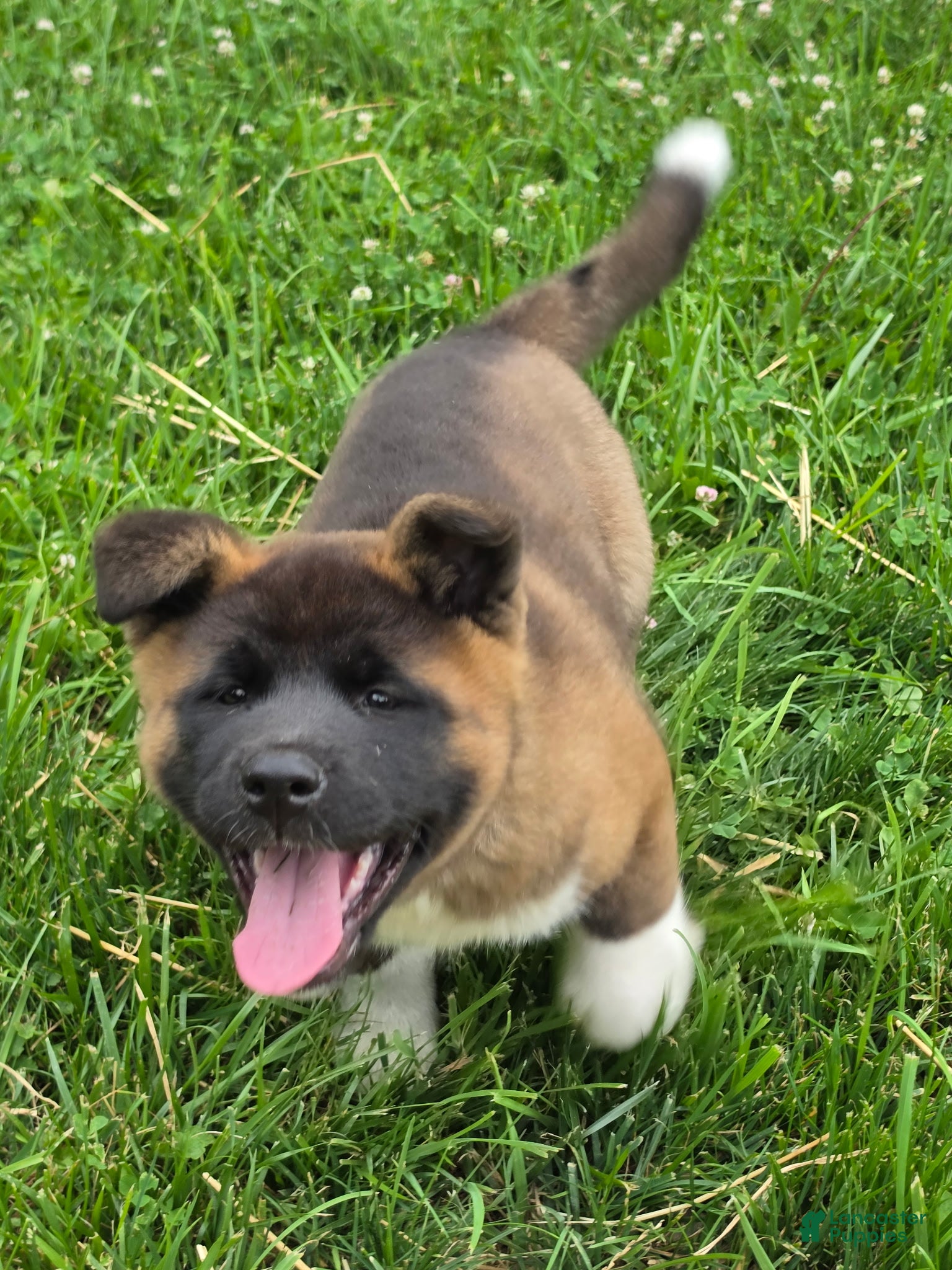 Akita dogs Lilla - Ad 2