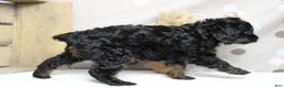 Toy Poodle dogs for sale: Pandora  - Ad 5