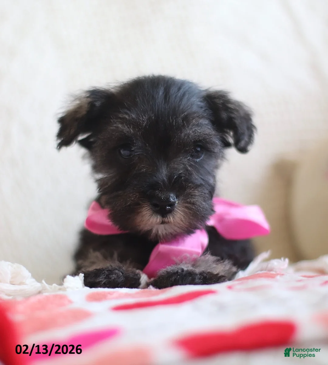 Miniature Schnauzer dogs for sale: Sarah - Ad 3