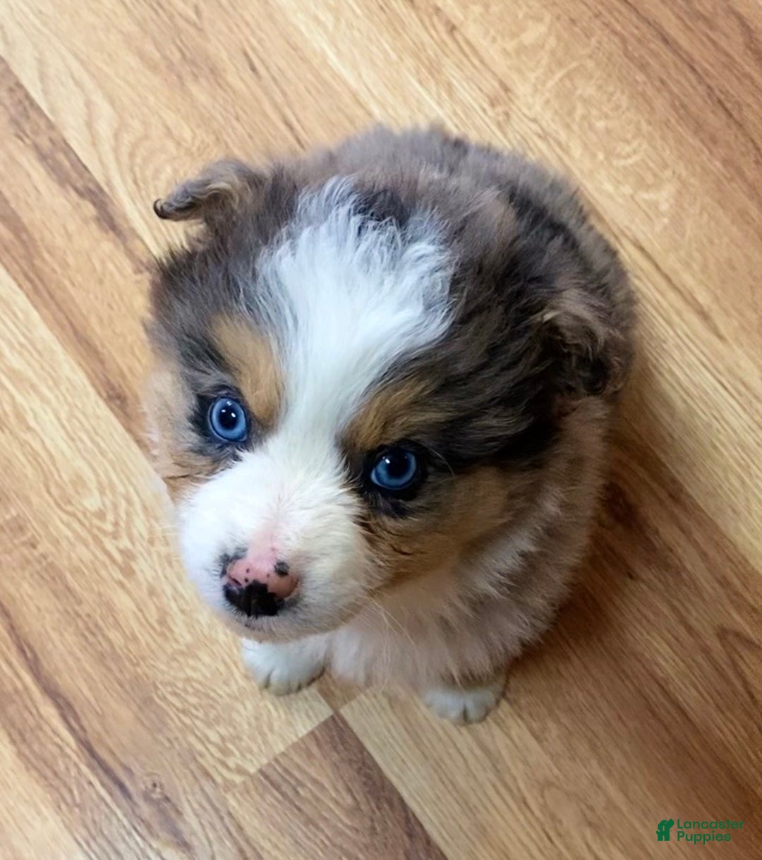 Australian Shepherd dogs for sale: Briggs - Ad 2