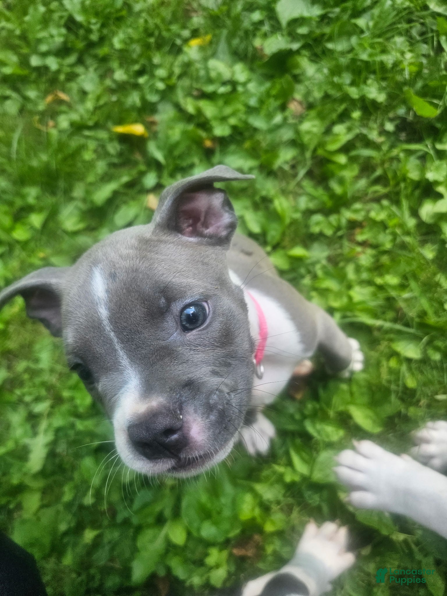 American Pit Bull Terrier dogs American Pit Bull Terrier 5 - Ad 40