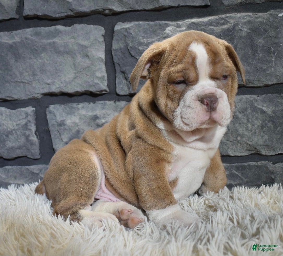 Mixed Breed dogs Ranger  - Ad 26