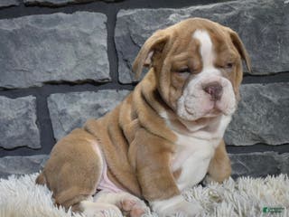 Mixed Breed dogs Ranger - Ad 34