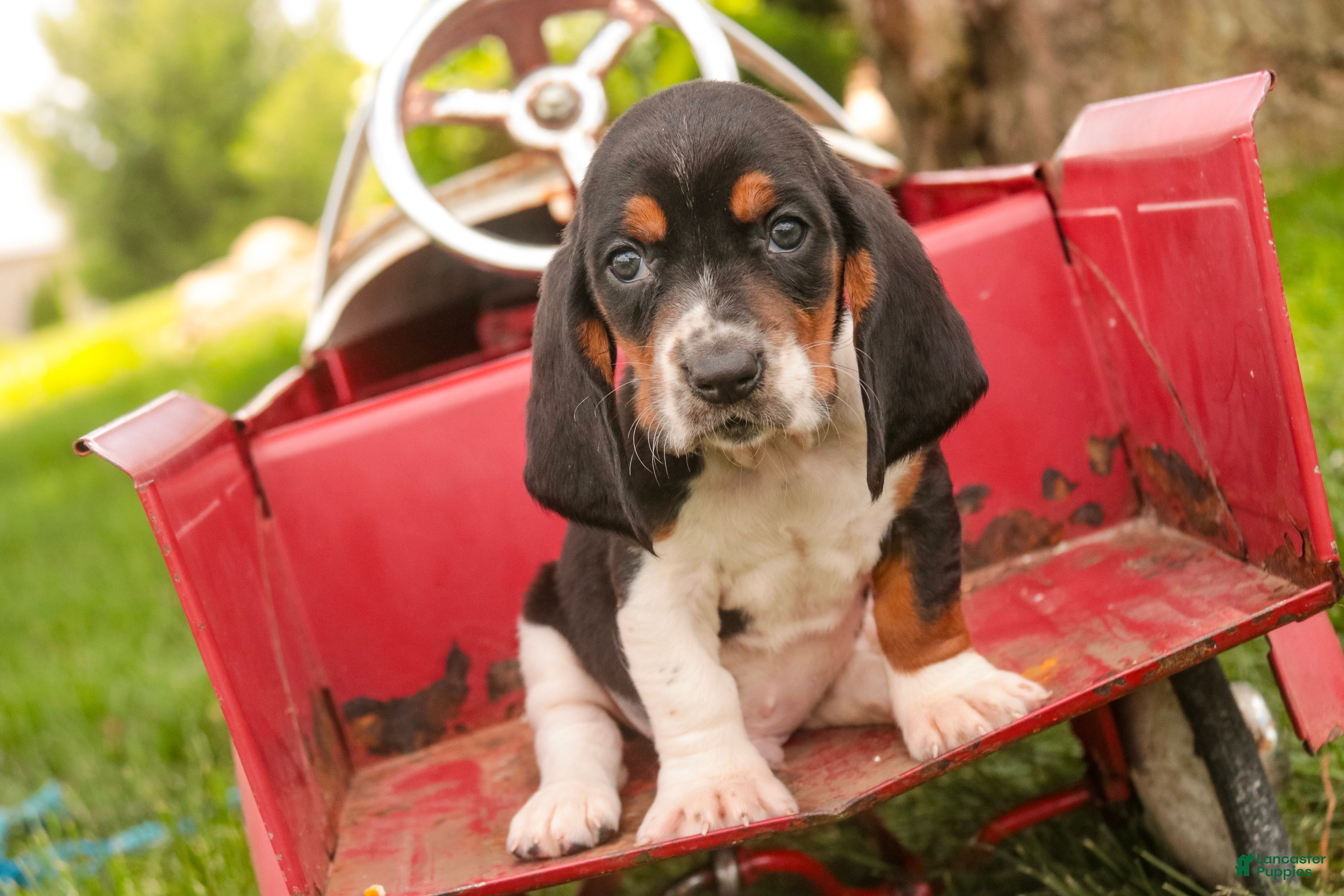 Basset Hound dogs Montgomery - Ad 2