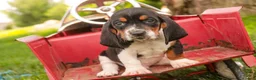 Basset Hound dogs for sale: Montgomery - Ad 2