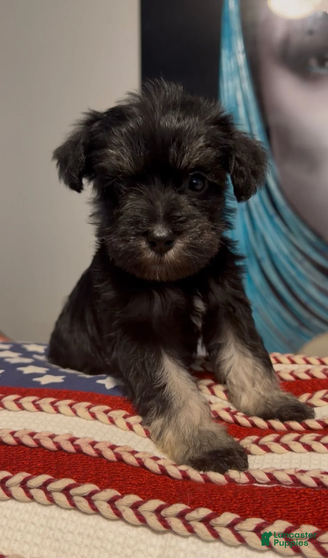 Miniature Schnauzer dogs for sale: Miniature Schnauzer 4 - Ad 5